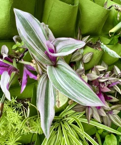 Tradescantia Nanouk Live Plant - Pink Purple Trailing Indoor Houseplant - Image 1
