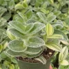 Tradescantia Sillamontana Variegata Live Plant - White Velvet Spiderwort, 4 inch Pot, Indoor/Outdoor - Image 1