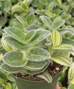 Tradescantia Sillamontana Variegata Live Plant - White Velvet Spiderwort, 4 inch Pot, Indoor/Outdoor - Image 1
