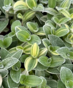 Tradescantia Sillamontana Variegata Live Plant - White Velvet Spiderwort, 4 inch Pot, Indoor/Outdoor - Image 3
