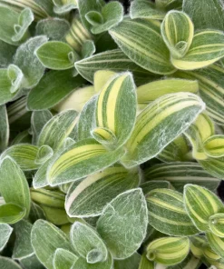 Tradescantia Sillamontana Variegata Live Plant - White Velvet Spiderwort, 4 inch Pot, Indoor/Outdoor - Image 4