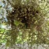 Tradescantia Tortuga Live Plant - Rare Trailing Houseplant for Indoors - Image 1