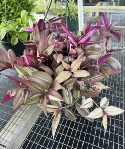 Tradescantia zebrina Live Hanging Basket – Trailing Houseplant – Potted Indoor Plant - Image 2