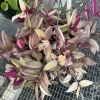 Tradescantia zebrina Live Hanging Basket – Trailing Houseplant – Potted Indoor Plant - Image 1