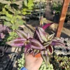 Tradescantia Zebrina Live Plant – 4in Pot – Purple Inch Plant – Indoor/Outdoor - Image 1