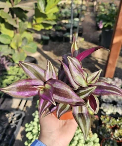 Tradescantia Zebrina Live Plant – 4in Pot – Purple Inch Plant – Indoor/Outdoor - Image 1