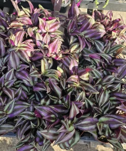 Tradescantia Zebrina Live Plant – 4in Pot – Purple Inch Plant – Indoor/Outdoor - Image 2
