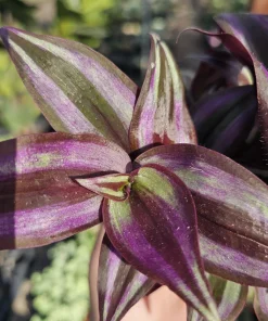 Tradescantia Zebrina Live Plant – 4in Pot – Purple Inch Plant – Indoor/Outdoor - Image 3