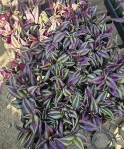 Tradescantia Zebrina Live Plant – 4in Pot – Purple Inch Plant – Indoor/Outdoor - Image 4