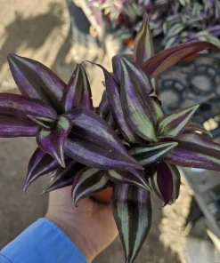 Tradescantia Zebrina Live Plant – 4in Pot – Purple Inch Plant – Indoor/Outdoor - Image 5
