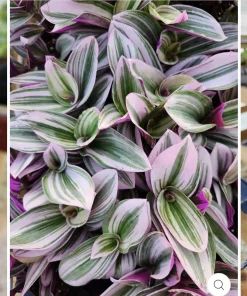 Tradescantia Zebrina Live Plant - Inch Plant Trailing Houseplant - Image 1