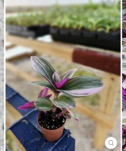 Tradescantia Zebrina Live Plant - Inch Plant Trailing Houseplant - Image 2