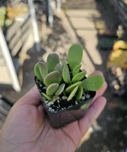 Trailing Jade Live Plant – Weeping Sedum Succulent – 2in & 4in Pot – Indoor/Outdoor - Image 2
