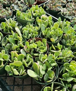 Trailing Jade Live Plant – Weeping Sedum Succulent – 2in & 4in Pot – Indoor/Outdoor - Image 3