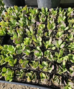 Trailing Jade Live Plant – Weeping Sedum Succulent – 2in & 4in Pot – Indoor/Outdoor - Image 4