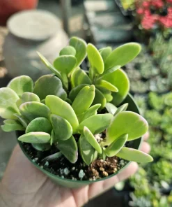 Trailing Jade Live Plant – Weeping Sedum Succulent – 2in & 4in Pot – Indoor/Outdoor - Image 5