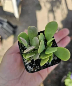 Trailing Jade Live Plant – Weeping Sedum Succulent – 2in & 4in Pot – Indoor/Outdoor - Image 6