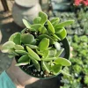 Trailing Jade Live Plant – Weeping Sedum Succulent – 2in & 4in Pot – Indoor/Outdoor - Image 1
