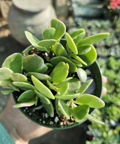 Trailing Jade Live Plant – Weeping Sedum Succulent – 2in & 4in Pot – Indoor/Outdoor - Image 1