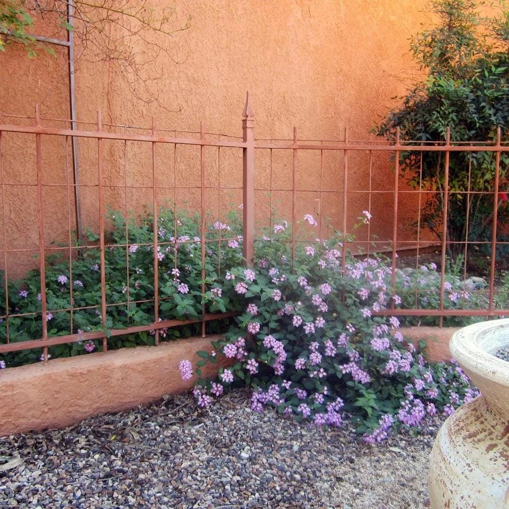 Trailing Lavender Lantana Live Plants (2-Pack) - Purple Weeping Montevidensis, 5-9" Tall - Image 2