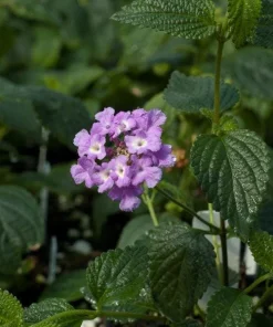 Trailing Lavender Lantana Live Plants (2-Pack) - Purple Weeping Montevidensis, 5-9