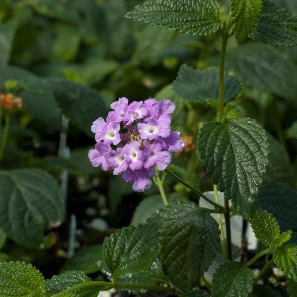 Trailing Lavender Lantana Live Plants (2-Pack) - Purple Weeping Montevidensis, 5-9" Tall - Image 3