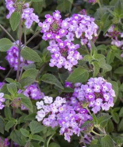 Trailing Lavender Lantana Live Plants (2-Pack) - Purple Weeping Montevidensis, 5-9