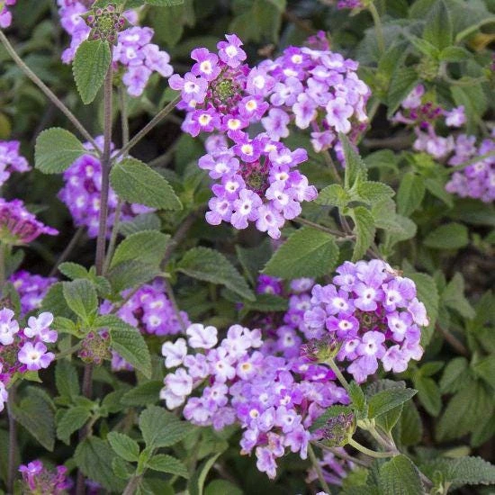 Trailing Lavender Lantana Live Plants (2-Pack) - Purple Weeping Montevidensis, 5-9" Tall - Image 4