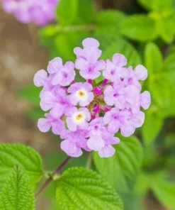 Trailing Lavender Lantana Live Plants (2-Pack) - Purple Weeping Montevidensis, 5-9