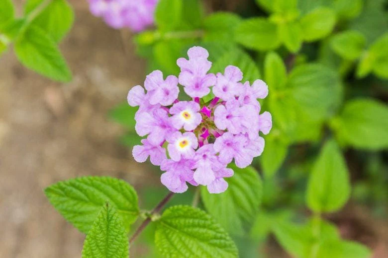 Trailing Lavender Lantana Live Plants (2-Pack) - Purple Weeping Montevidensis, 5-9" Tall - Image 5