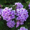 Trailing Lavender Lantana Live Plants (2-Pack) - Purple Weeping Montevidensis, 5-9" Tall - Image 1