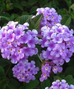 Trailing Lavender Lantana Live Plants (2-Pack) - Purple Weeping Montevidensis, 5-9" Tall - Image 1