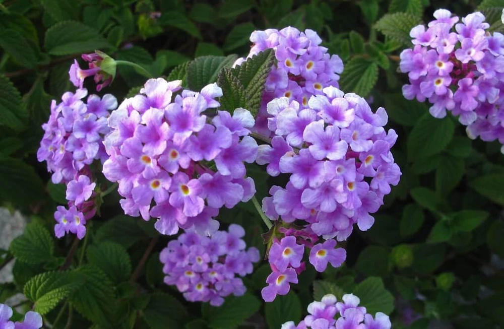 Trailing Lavender Lantana Live Plants (2-Pack) - Purple Weeping Montevidensis, 5-9" Tall - Image 1