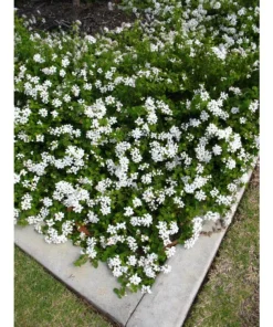 Trailing White Lantana Live Plant, 5-9 in, Pack of 2, Weeping Groundcover Flowers - Image 2