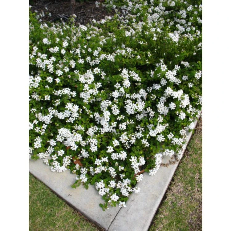 Trailing White Lantana Live Plant, 5-9 in, Pack of 2, Weeping Groundcover Flowers - Image 2