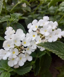 Trailing White Lantana Live Plant, 5-9 in, Pack of 2, Weeping Groundcover Flowers - Image 3