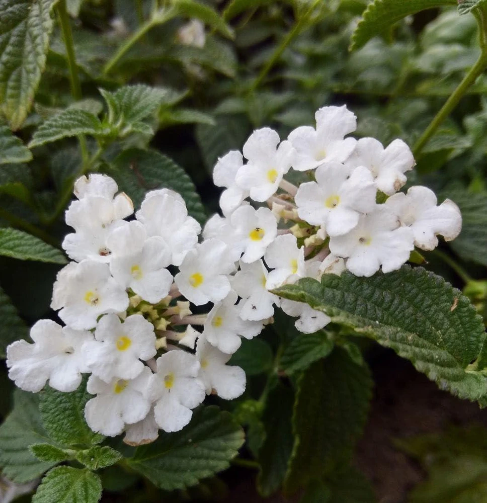 Trailing White Lantana Live Plant, 5-9 in, Pack of 2, Weeping Groundcover Flowers - Image 3