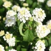 Trailing White Lantana Live Plant, 5-9 in, Pack of 2, Weeping Groundcover Flowers - Image 1