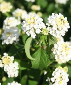 Trailing White Lantana Live Plant, 5-9 in, Pack of 2, Weeping Groundcover Flowers - Image 1