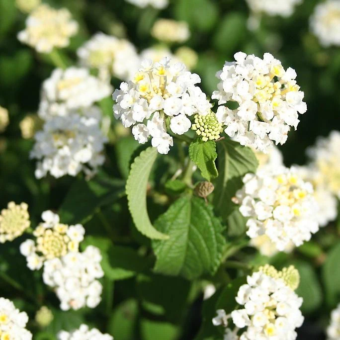 Trailing White Lantana Live Plant, 5-9 in, Pack of 2, Weeping Groundcover Flowers - Image 1