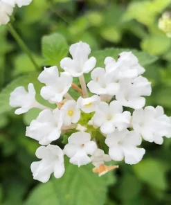 Trailing White Lantana Live Plant, 5-9 in, Pack of 2, Weeping Groundcover Flowers - Image 4