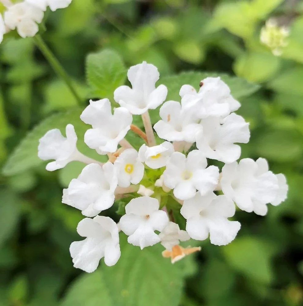 Trailing White Lantana Live Plant, 5-9 in, Pack of 2, Weeping Groundcover Flowers - Image 4