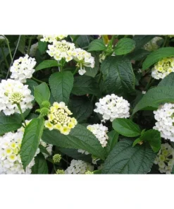 Trailing White Lantana Live Plant, 5-9 in, Pack of 2, Weeping Groundcover Flowers - Image 5
