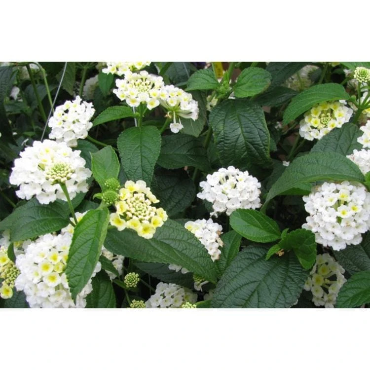 Trailing White Lantana Live Plant, 5-9 in, Pack of 2, Weeping Groundcover Flowers - Image 5