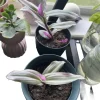 Trascendencia Potted Plant - Unique Live Houseplant - Image 1