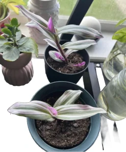 Trascendencia Potted Plant - Unique Live Houseplant - Image 1
