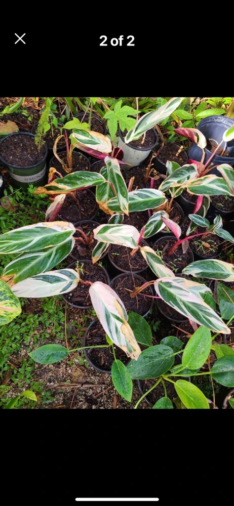 Tricolor Calathea Live Plant - Potted Indoor Houseplant - Image 1