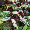 Tricolor Calathea Live Plant - Potted Prayer Plant Indoor Houseplant - Image 1