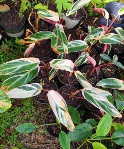 Tricolor Calathea Live Plant - Potted Prayer Plant Indoor Houseplant - Image 1