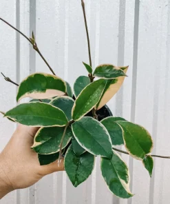 Tricolor Hoya Krimson Queen Live Plant - Hoya Carnosa Variegata Indoor - Image 2